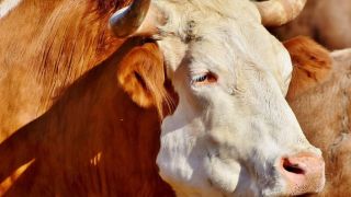 Cerro Grande do Sul emite alerta de vacina contra raiva herbívora em bovinos