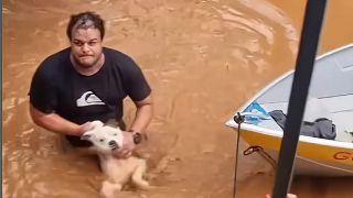 Mais de 11 mil animais afetados pelas enchentes no Rio Grande do Sul foram resgatados