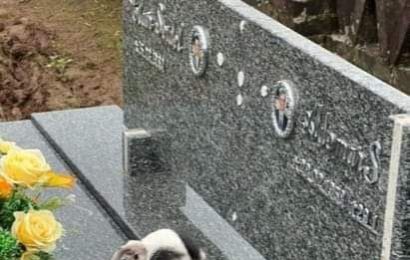 Conheça a história de Branquinho, o cão que visita o túmulo do tutor todos os dias no RS