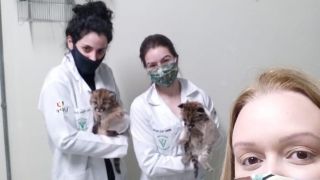 Filhotes de puma são resgatados às margens da BR-285, em Vacaria