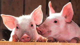 Custo de produção de suínos cresce 10,9%