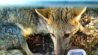 Graxaim-do-mato é encontrado em estação de tratamento de água em Porto Alegre