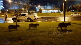 Protegidas pela Brigada Militar, capivaras passeiam tranquilas em Triunfo