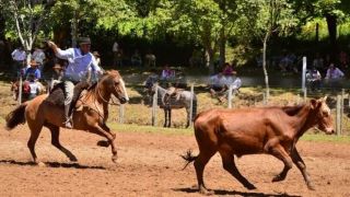 Secretaria da Agricultura anuncia liberação de atividades e provas campeiras no RS