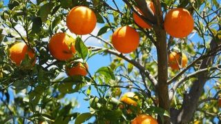 Citros apresentam diferentes estágios devido variações climáticas