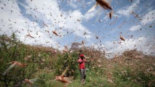 Nuvem de gafanhotos mais próxima do Brasil está controlada, e frio dificulta avanço de outras 8 nuvens
