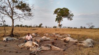 Cerca de 100 cabeças de gado morrem após frio de 9°C em MT