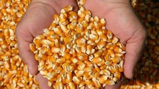Indicador do milho acumula alta de 17% em agosto