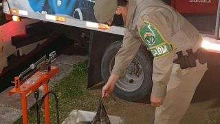 Mais de 700 quilos de polvo são apreendidos em embarcação em Rio Grande
