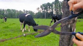 Vaca é carneada e furtada em propriedade rural na ERS-350