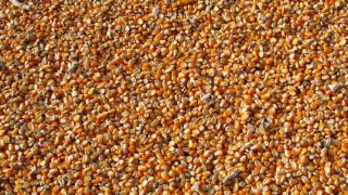 RS: sementes de milho são entregues na maior bacia leiteira