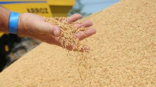 Governo zera imposto para importação do arroz até dezembro