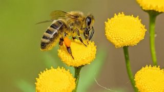 RS: cidades do Interior terão sistema para monitorar abelhas