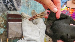 Animais silvestres são resgatados na Zona Sul de Porto Alegre