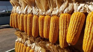 RS: novas cargas de milho chegam ao estado para reforçar ProVB