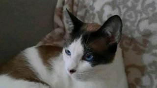 Família procura por gato desaparecido em Dom Feliciano