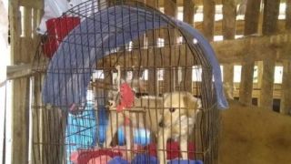 Mulher é presa por manter cãezinhos em gaiolas de passarinho 