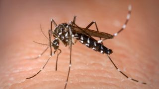 Identificados cinco focos de Aedes aegypti em Camaquã