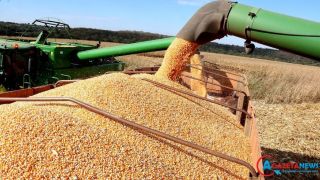 China e Coreia compram milho do Brasil