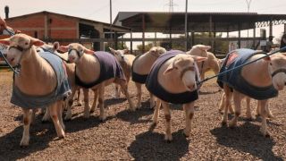 Expointer 2020 recebe primeiros ovinos