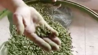Agentes encontram quase meio quilo de maconha escondida em erva-mate no presídio de Santa Maria