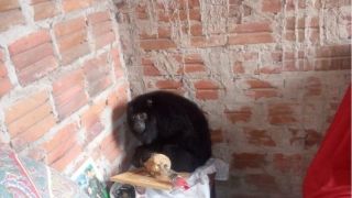 Bugio invade casa e fica 24 horas na sala de família em Alegrete