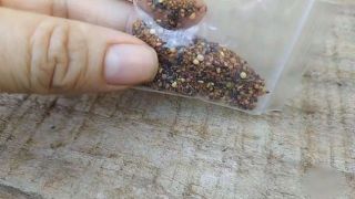 Sementes misteriosas enviadas ao Brasil têm fungos, ácaro e possíveis plantas daninhas