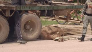Cavalo morre após caminhão colidir contra uma carroça em Tapes