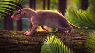 Pesquisadores apresentam nova espécie de ancestral de mamíferos que viveu há 225 milhões de anos no RS