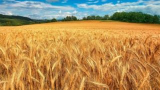 Estado colhe 2% da área total cultivada com trigo