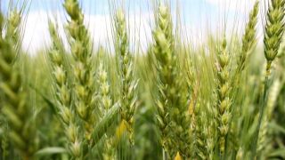 Abitrigo é contra trigo geneticamente modificado