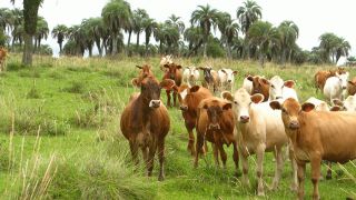 Tapes | Estudo comprova que manejo na pecuária promove a regeneração dos butiazais e a conservação do campo nativo