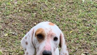 Cãozinho está desaparecido em Cerro Frio