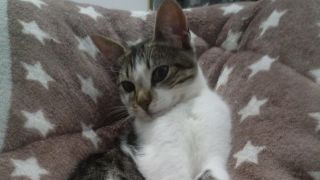 Família procura por gata desaparecida