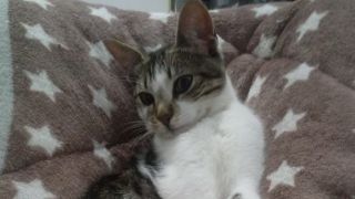 Família procura por gata desaparecida