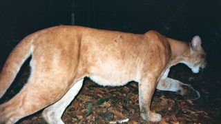 Brasil tem 3.299 espécies de animais e plantas ameaçadas de extinção