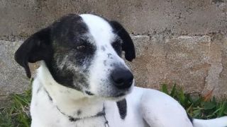Procura-se: Cachorrinho desaparecido em Dom Feliciano