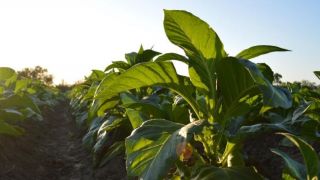Fetag-RS mobiliza setor do tabaco para a compra da safra em dezembro