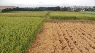 Aveia-preta e trigo aumentam produção de soja