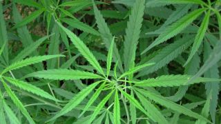 Argentina legaliza o cultivo de maconha para uso medicinal