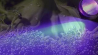 Luz ultravioleta pode descontaminar vegetais