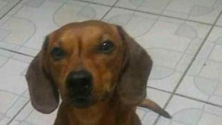 Procura-se: Cachorrinho desaparecido em Dom Feliciano