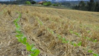 Por dentro da safra: começamos a finalizar a primeira lavoura
