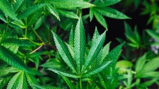 Comissão da ONU aprova retirar a maconha da lista de drogas consideradas mais perigosas