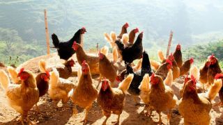 Seguros rurais de aves e suínos serão avaliados