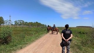 Mais de cem bovinos criados de forma irregular são apreendidos no interior do Rio Grande do Sul