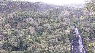 Advocacia-Geral da União obtém a reintegração de posse da Floresta Nacional de São Francisco de Paula, na Serra Gaúcha