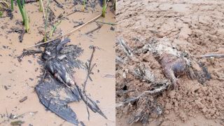 Aves mortas chamam atenção na praia em Arambare