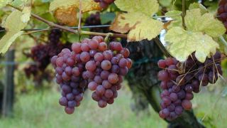 RS: produtor aposta nas uvas para diversificar em Dom Feliciano