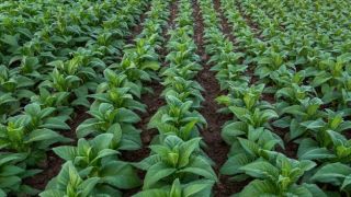 Proposta atribui ao ministério da agricultura a classificação do tabaco em folha